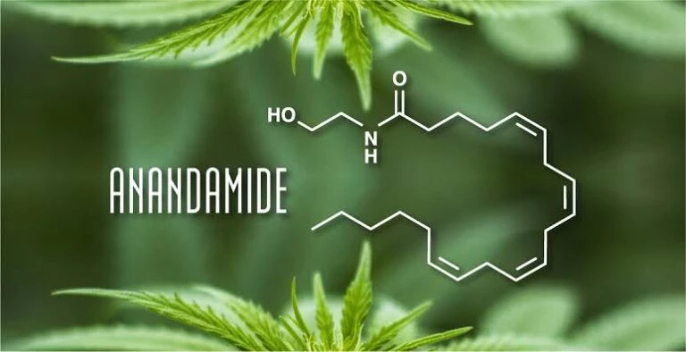 Anandamide : Le Guide de la Molécule du Bonheur