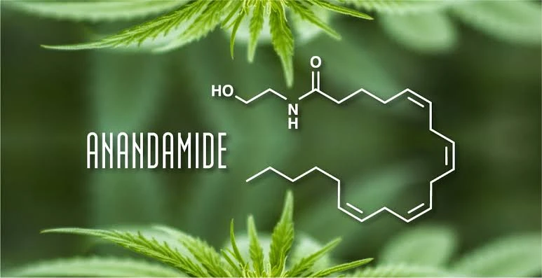 Anandamide : Le Guide de la Molécule du Bonheur